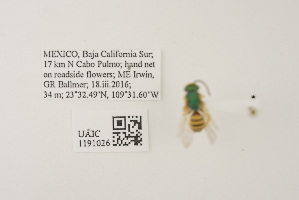  ( - UAIC1191026)  @11 [ ] CC BY (2025) University of Arizona Insect Collection University of Arizona Insect Collection
