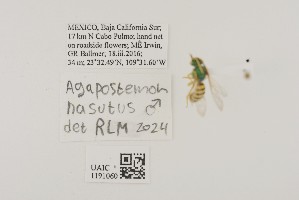  ( - UAIC1191060)  @11 [ ] CC BY (2025) University of Arizona Insect Collection University of Arizona Insect Collection