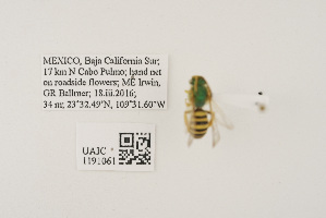  ( - UAIC1191061)  @11 [ ] CC BY (2025) University of Arizona Insect Collection University of Arizona Insect Collection