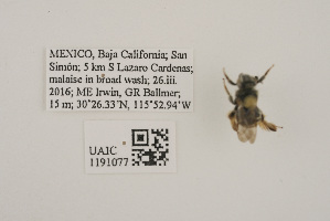  (Eucerinae - UAIC1191077)  @11 [ ] CC BY (2025) University of Arizona Insect Collection University of Arizona Insect Collection