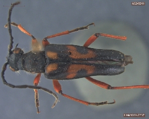  (Xestoleptura behrensii - UAM:Ento:112157)  @13 [ ] CreativeCommons - Attribution Non-Commercial No Derivatives (2013) Derek Sikes University of Alaska Museum