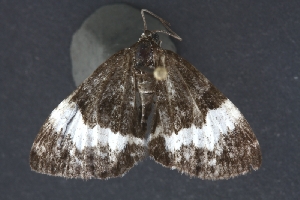  ( - UAM:Ento:130670)  @13 [ ] CreativeCommons - Attribution Non-Commercial No Derivatives (2013) Derek Sikes University of Alaska Museum