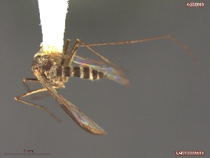  (Aedes sticticus - UAM:Ento:21765)  @13 [ ] CreativeCommons - Attribution Non-Commercial No Derivatives (2013) Derek Sikes University of Alaska Museum