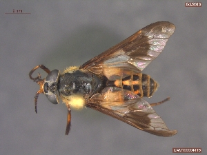  (Chrysops furcatus - UAM:Ento:20402)  @14 [ ] CreativeCommons - Attribution Non-Commercial No Derivatives (2013) Derek Sikes University of Alaska Museum