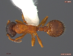  (Leptothorax septentrionalis - UAM:Ento:106175)  @12 [ ] CreativeCommons - Attribution Non-Commercial No Derivatives (2013) Derek Sikes University of Alaska Museum