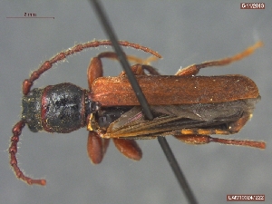  (Tetropium parvulum - UAM:Ento:112150)  @14 [ ] CreativeCommons - Attribution Non-Commercial No Derivatives (2013) Derek Sikes University of Alaska Museum