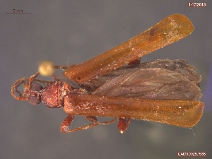  (Dendroides ephemeroides - UAM:Ento:169743)  @13 [ ] CreativeCommons - Attribution Non-Commercial No Derivatives (2013) Derek Sikes University of Alaska Museum