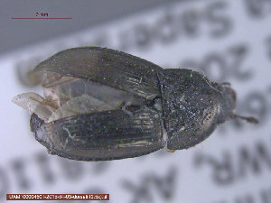  ( - UAM:Ento:20812)  @12 [ ] CreativeCommons - Attribution Non-Commercial No Derivatives (2015) Derek Sikes University of Alaska Museum