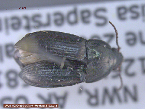  ( - UAM:Ento:20811)  @12 [ ] CreativeCommons - Attribution Non-Commercial No Derivatives (2015) Derek Sikes University of Alaska Museum