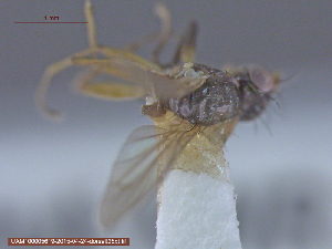  (Pteromicra pectorosa - UAM:Ento:22493)  @12 [ ] CreativeCommons - Attribution Non-Commercial No Derivatives (2015) Derek Sikes University of Alaska Museum