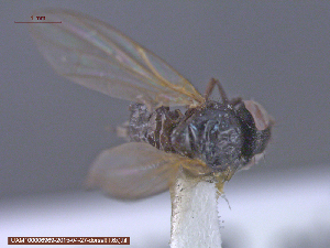  (Dasiops sp - UAM:Ento:23278)  @12 [ ] CreativeCommons - Attribution Non-Commercial No Derivatives (2015) Derek Sikes University of Alaska Museum