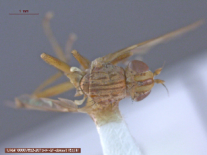 ( - UAM:Ento:22655)  @12 [ ] CreativeCommons - Attribution Non-Commercial No Derivatives (2015) Derek Sikes University of Alaska Museum