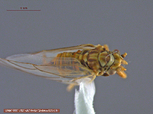  (Psylla galeaformis - UAM:Ento:71294)  @11 [ ] CreativeCommons - Attribution Non-Commercial No Derivatives (2014) Derek Sikes University of Alaska Museum