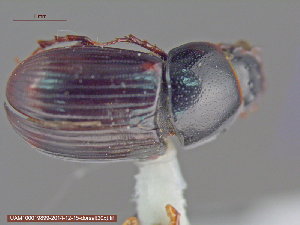  ( - UAM:Ento:82689)  @11 [ ] CreativeCommons - Attribution Non-Commercial No Derivatives (2015) Derek Sikes University of Alaska Museum