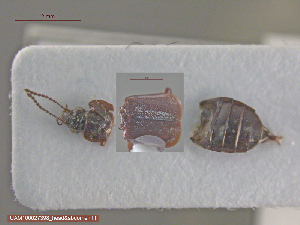  ( - UAM:Ento:79383)  @11 [ ] CreativeCommons  Attribution Non-Commercial No Derivatives (2016) Derek Sikes University of Alaska Museum