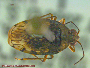  (Saldula pallipes complex - UAM:Ento:89428)  @14 [ ] CreativeCommons - Attribution Non-Commercial No Derivatives (2014) Derek Sikes University of Alaska Museum