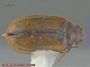  ( - UAM:Ento:84144)  @13 [ ] CreativeCommons - Attribution Non-Commercial No Derivatives (2015) Derek Sikes University of Alaska Museum