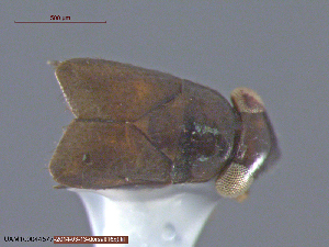  ( - UAM:Ento:104931)  @11 [ ] CreativeCommons - Attribution Non-Commercial No Derivatives (2014) Derek Sikes University of Alaska Museum