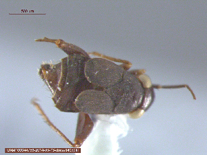  ( - UAM:Ento:105044)  @12 [ ] CreativeCommons - Attribution Non-Commercial No Derivatives (2014) Derek Sikes University of Alaska Museum