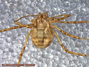  (Leptobunus borealis - UAM:Ento:148891)  @13 [ ] CreativeCommons - Attribution Non-Commercial No Derivatives (2013) Derek Sikes University of Alaska Museum