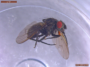  (Spilogona seticosta - UAM:Ento:457798)  @11 [ ] CreativeCommons  Attribution Non-Commercial No Derivatives (2022) Derek Sikes University of Alaska Museum