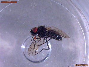  ( - UAM:Ento:457799)  @11 [ ] CreativeCommons  Attribution Non-Commercial No Derivatives (2022) Derek Sikes University of Alaska Museum