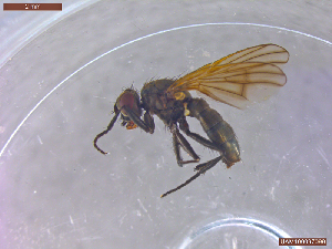  ( - UAM:Ento:457765)  @11 [ ] CreativeCommons  Attribution Non-Commercial No Derivatives (2022) Derek Sikes University of Alaska Museum