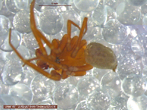  ( - UAM:Ento:225489)  @12 [ ] CreativeCommons - Attribution Non-Commercial No Derivatives (2013) Derek Sikes University of Alaska Museum