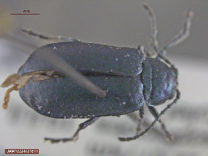  ( - UAM:Ento:111484)  @11 [ ] CreativeCommons  Attribution Non-Commercial No Derivatives (2016) Derek Sikes University of Alaska Museum