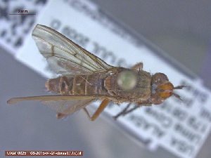  ( - UAM:Ento:117986)  @12 [ ] CreativeCommons - Attribution Non-Commercial No Derivatives (2015) Derek Sikes University of Alaska Museum