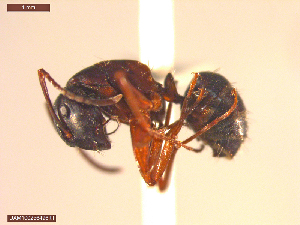  ( - UAM:Ento:125222)  @11 [ ] CreativeCommons  Attribution Non-Commercial No Derivatives (2021) Derek Sikes University of Alaska Museum