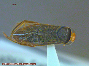  ( - UAM:Ento:142654)  @12 [ ] CreativeCommons - Attribution Non-Commercial No Derivatives (2014) Derek Sikes University of Alaska Museum