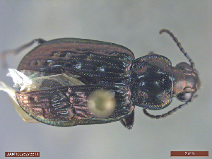  ( - UAM:Ento:142266)  @11 [ ] CreativeCommons  Attribution Non-Commercial No Derivatives (2018) Derek Sikes University of Alaska Museum