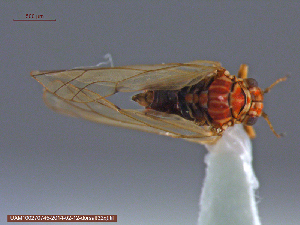  ( - UAM:Ento:141698)  @11 [ ] CreativeCommons - Attribution Non-Commercial No Derivatives (2014) Derek Sikes University of Alaska Museum