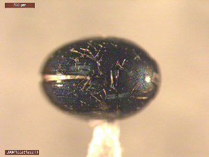  ( - UAM:Ento:163945)  @11 [ ] CreativeCommons  Attribution Non-Commercial No Derivatives (2021) Derek Sikes University of Alaska Museum