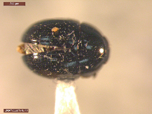  ( - UAM:Ento:163944)  @11 [ ] CreativeCommons  Attribution Non-Commercial No Derivatives (2021) Derek Sikes University of Alaska Museum