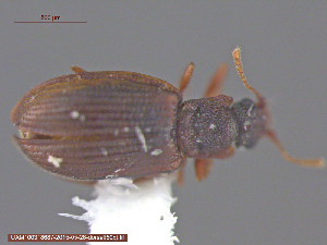  (Latridius minutus group - UAM:Ento:203090)  @12 [ ] CreativeCommons - Attribution Non-Commercial No Derivatives (2015) Derek Sikes University of Alaska Museum