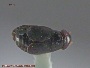  (Chlamydatus wilkinsoni - UAM:Ento:214037)  @12 [ ] CreativeCommons - Attribution Non-Commercial No Derivatives (2014) Derek Sikes University of Alaska Museum