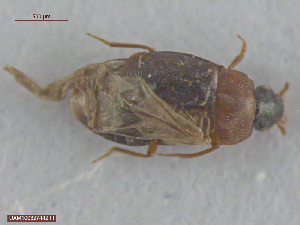  (Proteinus limbatus - UAM:Ento:221819)  @11 [ ] CreativeCommons  Attribution Non-Commercial No Derivatives (2016) Derek Sikes University of Alaska Museum