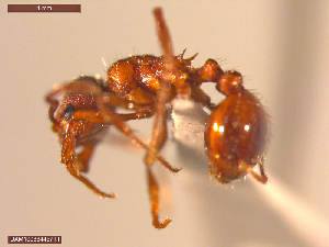  ( - UAM:Ento:234750)  @11 [ ] CreativeCommons  Attribution Non-Commercial No Derivatives (2021) Derek Sikes University of Alaska Museum