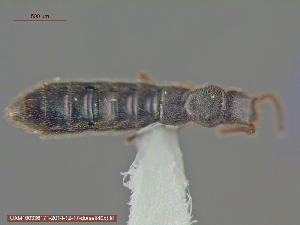  (Paramblopusa - UAM:Ento:237330)  @13 [ ] CreativeCommons - Attribution Non-Commercial No Derivatives (2015) Derek Sikes University of Alaska Museum