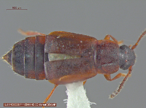  (Phyllodrepa sp - UAM:Ento:240560)  @14 [ ] CreativeCommons - Attribution Non-Commercial No Derivatives (2014) Derek Sikes University of Alaska Museum