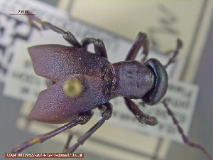  ( - UAM:Ento:241286)  @12 [ ] CreativeCommons - Attribution Non-Commercial No Derivatives (2015) Derek Sikes University of Alaska Museum