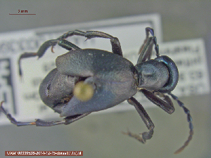  ( - UAM:Ento:241285)  @12 [ ] CreativeCommons - Attribution Non-Commercial No Derivatives (2015) Derek Sikes University of Alaska Museum