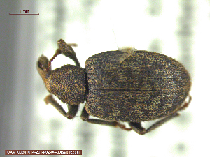  (Lepidophorus - UAM:Ento:242826)  @14 [ ] CreativeCommons - Attribution Non-Commercial No Derivatives (2014) Derek Sikes University of Alaska Museum
