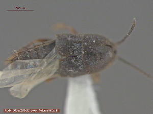  (Myllaena sp - UAM:Ento:275033)  @12 [ ] CreativeCommons - Attribution Non-Commercial No Derivatives (2015) Derek Sikes University of Alaska Museum