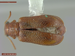  ( - UAM:Ento:283577)  @11 [ ] CreativeCommons  Attribution Non-Commercial No Derivatives (2022) Derek Sikes University of Alaska Museum