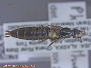  ( - UAM:Ento:291213)  @12 [ ] CreativeCommons - Attribution Non-Commercial No Derivatives (2015) Derek Sikes University of Alaska Museum