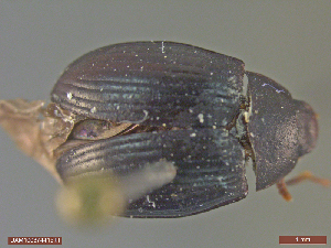  ( - UAM:Ento:302111)  @11 [ ] CreativeCommons  Attribution Non-Commercial No Derivatives (2018) Derek Sikes University of Alaska Museum