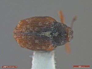  ( - UAM:Ento:306507)  @11 [ ] CreativeCommons  Attribution Non-Commercial No Derivatives (2018) Derek Sikes University of Alaska Museum